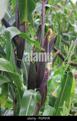 Champ de maïs vert fin d'été. Banque D'Images