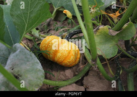 Courge d'hiver citrouille sur la vigne au jardin communautaire local. Banque D'Images