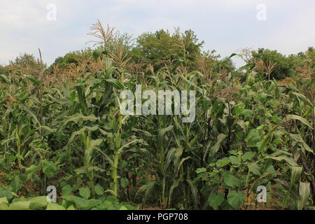 Champ de maïs vert fin d'été. Banque D'Images