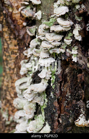 Les champignons Les champignons (Turkeytail arbre Trametes versicolor) croissant sur tronc d'arbre en décomposition - USA Banque D'Images