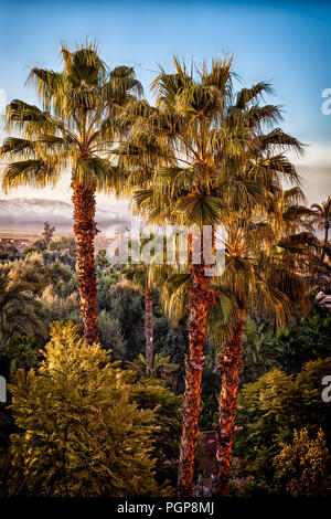 Maroc garden oasis avec de grands palmiers se lever au-dessus d'autres plantes à feuillage. Point de vue est à la recherche vers le bas sur les arbres. Vintage palette de couleurs. Marrakech Banque D'Images