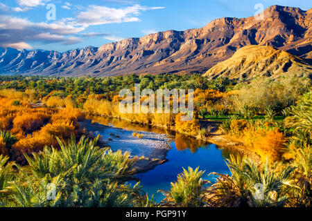 Oasis luxuriante au Maroc. Vue aérienne de dattiers vert qui s'étend sur des kilomètres le long de la rivière bleue. Montagnes en arrière-plan. Lieu : Vallée du Drâa Banque D'Images