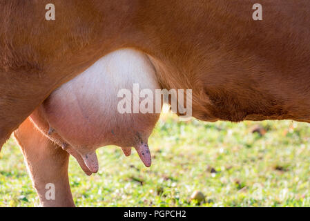 Close up image avec une grande pis plein de lait, d'une vache rouge à partir d'une race allemande, l'Limpurger, extérieur, sur un pâturage, un jour ensoleillé de l'été. Banque D'Images