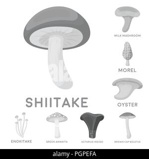 Champignons comestibles et toxiques en icônes monochromes collection set pour la conception. Différents types de champignons symbole vecteur illustration de stock. Illustration de Vecteur