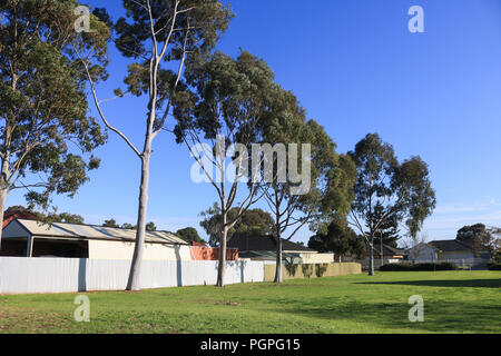 Adelaide en Australie. 28 août 2018. Eucalyptus baigné de soleil du matin dans la banlieue de Marie comme l'étape finale de l'approche de la saison d'hiver australienne dans avec les températures augmenteront Crédit : amer ghazzal/Alamy Live News Banque D'Images