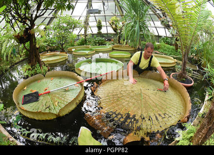 24 août 2018, l'Allemagne, Halle/Saale : Dans le Victoriahaus du Jardin botanique de l'Université Martin-Luther-Halle/Wittenberg, Matthias jardinier district se trouve dans l'eau Pabst bassin afin de nettoyer les feuilles flétries du nénuphar géant 'Victoria', qui peut atteindre une taille maximale de 1,50 mètres. Une fois par semaine pendant les mois d'été, les feuilles jaunies sont divisées en quatre morceaux de "cake" en raison de leur poids et portées à compost. Les fleurs blanches de la "Reine des nénuphars", nom de la reine Victoria (1819-1901) d'Angleterre, ouvert uniquement le soir et la nuit. Photo : Banque D'Images