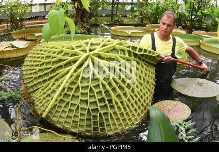 24 août 2018, l'Allemagne, Halle/Saale : Dans le Victoriahaus du Jardin botanique de l'Université Martin-Luther-Halle/Wittemberg, Matthias jardinier district se trouve dans l'eau Pabst pour nettoyer le bassin jusqu'à 1,50 mètre de large feuilles flétries du nénuphar géant 'Victoria'. Une fois par semaine durant les mois d'été, les feuilles jaunies, dont la face inférieure est constituée d'un réseau épais collés remplie de petits coussins d'air, sont divisés en quatre morceaux de "cake" en raison de leur poids et portées à compost. Les fleurs blanches de la "Reine des nénuphars", nom de la reine Victoria (1819-19 Banque D'Images