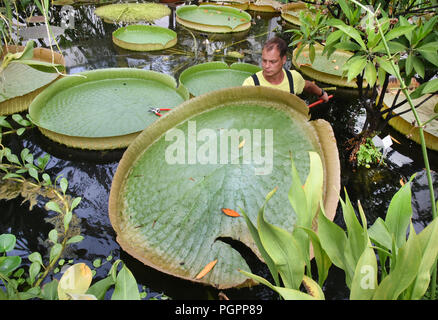 24 août 2018, l'Allemagne, Halle/Saale : Dans le Victoriahaus du Jardin botanique de l'Université Martin-Luther-Halle/Wittenberg, Matthias jardinier district se trouve dans l'eau Pabst bassin afin de nettoyer les feuilles flétries du nénuphar géant 'Victoria', qui peut atteindre une taille maximale de 1,50 mètres. Une fois par semaine pendant les mois d'été, les feuilles jaunies sont divisées en quatre morceaux de "cake" en raison de leur poids et portées à compost. Les fleurs blanches de la "Reine des nénuphars", nom de la reine Victoria (1819-1901) d'Angleterre, ouvert uniquement le soir et la nuit. Photo : Banque D'Images