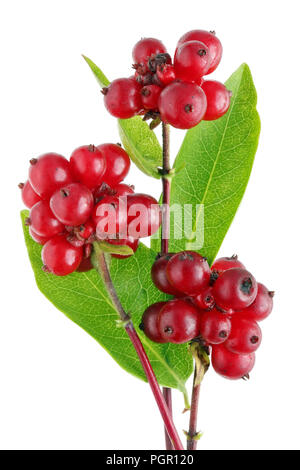 Un tas de rameaux de chèvrefeuille décoratifs avec des fruits rouges mûrs. Isolé sur un plan macro studio blanc Banque D'Images