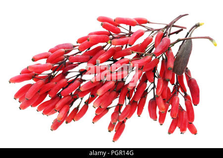 Centaines de petits fruits rouges mûrs ovale sour jardin de fruits sur des rameaux de l'épine-vinette. Isolé sur un plan macro studio blanc Banque D'Images