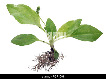 Une petite pousse de plantain sauvage avec des plantes racines sale. Isolé sur un plan macro studio blanc Banque D'Images