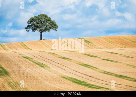 Un arbre isolé sur l'horizon d'un champ de chaumes. Banque D'Images