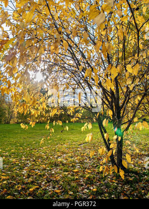 Le peuplier jaune jaune avec les feuilles d'automne se tient sur une clairière verte autour les feuilles tombées et le soleil brille à travers les branches de la Banque D'Images