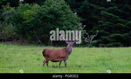 Cerf rouge solitaire dans les Highlands écossais le pâturage l'herbe verte. Banque D'Images