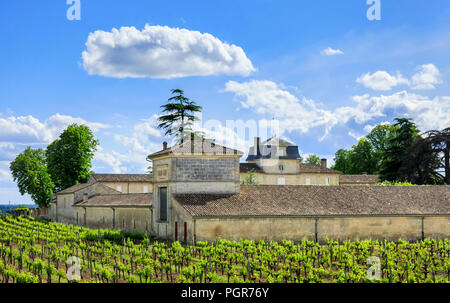 Vignoble et en bonne santé et de vignes à Prignac-et-Marcamps, département Nouvelle-Aquitaine dans le sud-ouest de la France. Banque D'Images