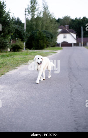 Pedigree formés chien marche seul sur la route dans les banlieues. Banque D'Images