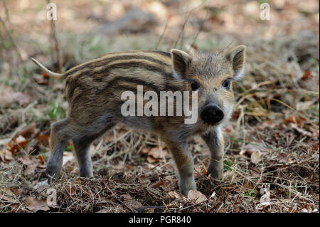 Porcelet de sanglier dans la forêt, le printemps, l'Allemagne, (Sus scrofa) Banque D'Images