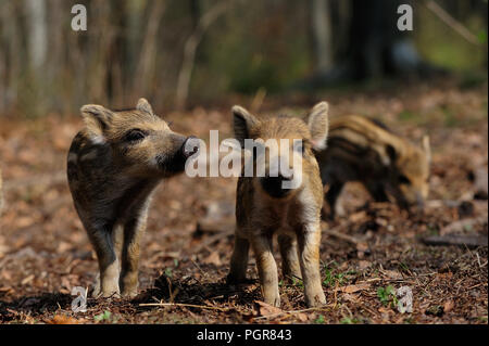 Les porcelets sanglier dans la forêt, le printemps, l'Allemagne, (Sus scrofa) Banque D'Images