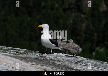 Goéland marin avec deux poussin sur le rocher, romsdalfjord, Norvège, (Larus marinus) Banque D'Images