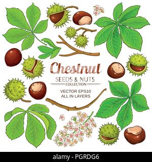 Vecteur d'éléments châtaignier isolé sur fond blanc Illustration de Vecteur