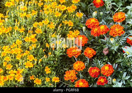 Tagètes, mixte Tagetes tenuifolia et patula annuelle d'été, lit de fleur, fleurs de souci, Banque D'Images