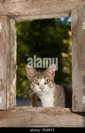 Portrait de chat se penchant hors de la fenêtre Banque D'Images