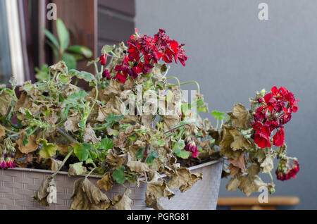 Pelargonuim Half-Dead ratatinés et plante, dans un pot en plastique, sur le balcon. Après l'usine aucun soin, aucun arrosage, sans soleil. Banque D'Images