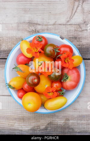 Solanum lycopersicum. Variétés fraîchement récolté de heirloom tomatoes avec fleurs comestibles, capucine et romarin plat en émail Banque D'Images