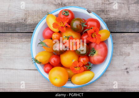 Solanum lycopersicum. Variétés fraîchement récolté de heirloom tomatoes avec fleurs comestibles, capucine et romarin plat en émail Banque D'Images