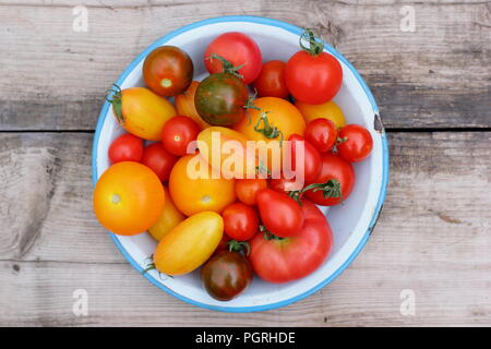 Solanum lycopersicum. Variétés fraîchement récolté de heirloom tomatoes in dish émail sur bois Banque D'Images