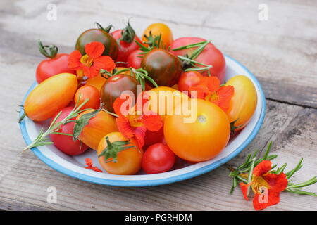 Solanum lycopersicum. Variétés fraîchement récolté de heirloom tomatoes avec fleurs comestibles, capucine et romarin plat en émail Banque D'Images