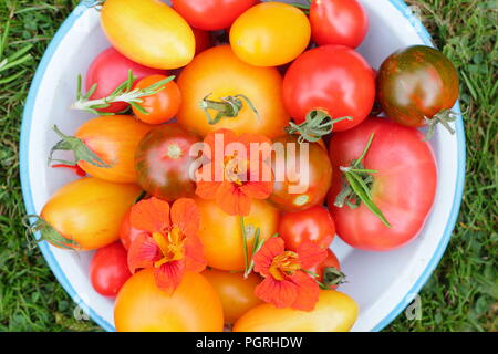 Solanum lycopersicum. Variétés fraîchement récolté de heirloom tomatoes avec fleurs comestibles, capucine et romarin plat en émail Banque D'Images