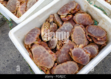 Des crabes fraîchement pêchés, débarqué dans le port de Newlyn, Cornwall, Angleterre. Le 20 juin 2018. Banque D'Images