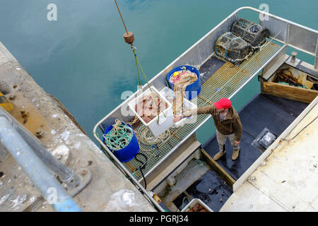 Pêcheur avec prises de crabe dans le port de Newlyn. Dans Newlyn, Cornwall, Angleterre. Le 20 juin 2018. Banque D'Images