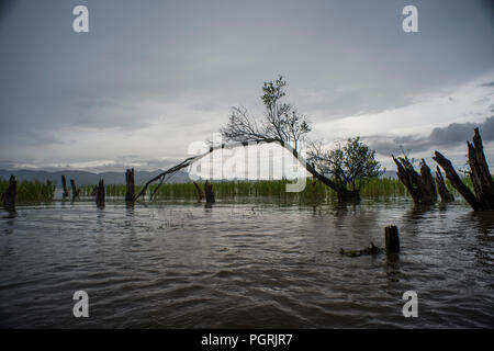 Milieu humide sur le Lac Erhai, Dali, Chine Banque D'Images