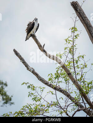 Balbuzard perché sur une branche d'arbre, Costa Rica Banque D'Images