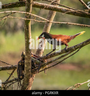 Montezuma Oropendola, Maquenque National Wildlife Refuge, Costa Rica Banque D'Images