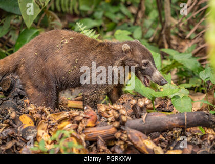 Whtie-Nosed Coati, Maquenque National Wildlife Refuge, Costa Rica Banque D'Images