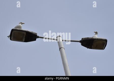 Mouettes : deux personnes jeu leur demande au sommet d'une lumière de rue à deux têtes Banque D'Images