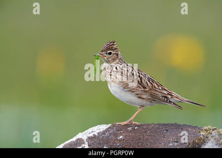 Alouette des champs, Alauda arvensis, UK Banque D'Images