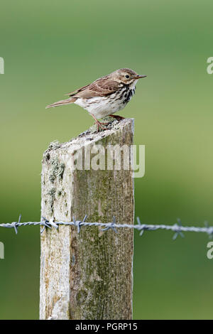 Meadow pipit spioncelle Anthus pratensis, UK, Banque D'Images