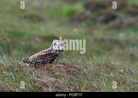 Le hibou des marais, Aseo, flammeius UK Banque D'Images