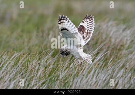 Le hibou des marais, Aseo, flammeius UK Banque D'Images