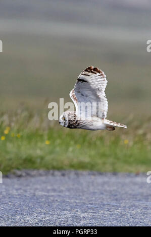 Le hibou des marais, Aseo, flammeius UK Banque D'Images