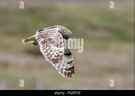 Le hibou des marais, Aseo, flammeius UK Banque D'Images