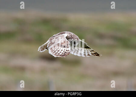 Le hibou des marais, Aseo, flammeius UK Banque D'Images