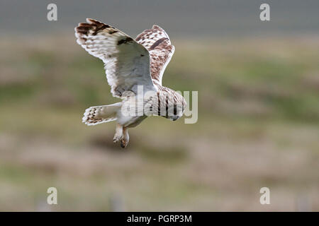 Le hibou des marais, Aseo, flammeius UK Banque D'Images