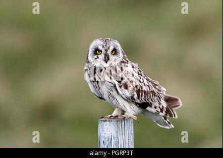 Le hibou des marais, Aseo, flammeius UK Banque D'Images