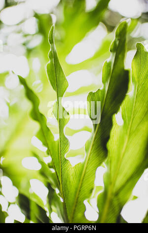 Une série d'images de plantes Philodendron Lacy cireux brillant vert fougères tropicales en Floride à l'arrière-plan flou flou pour une qualité de rêve Banque D'Images