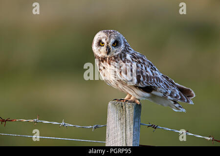 Le hibou des marais, Aseo, flammeius UK Banque D'Images